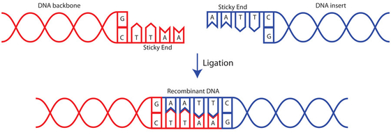 ligasi novella 400 U/UL del DNA T4 dei singoli enzimi per uso di ricerca SOLTANTO
