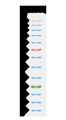 11 colore blu 25-300kDa dell'indicatore 2x250ul 3 della proteina dell'alta gamma delle bande 9-180KDA
