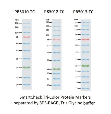 Scala dell'indicatore della proteina di III 12-190KDa Prestained per elettroforesi del gel