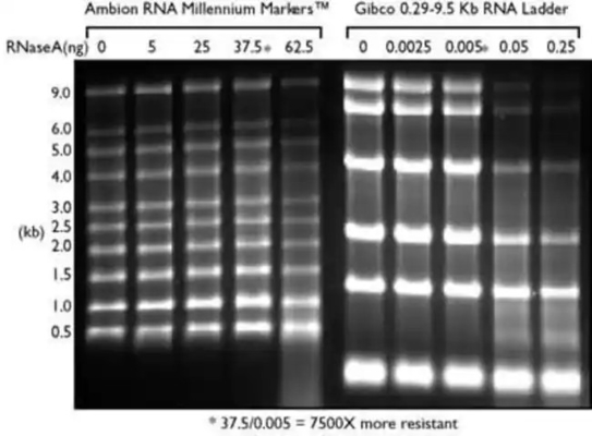Scala di SsRNA della gamma ed indicatore bassi del RNA, scala 0.125-6.0Kb del RNA della formammide