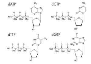 Il reagente biochimico 100 il millimetro DNTP ha messo la soluzione DATP DCTP DTTP DGTP